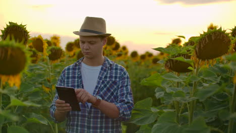 Modern-farmer-walks-with-a-tablet-computer-studying-sunflowers-at-sunset.-Keep-records-of-the-farm.-Internet-technologies-and-applications-of-irrigation-management-crop-control.-PH-States.
